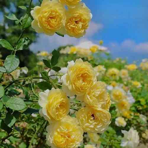 امید مهدیزاده ایواری